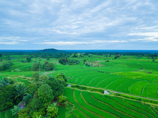 Fototapeta na wymiar indonesia aerial view of rice fields with green color