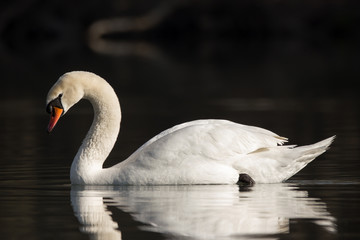 Naklejka premium Mute swan (Cygnus olor) eurasian species of red billed swan in waterfowl family Anatidae, Anseriformes, documentary photo of mute swan in natural habitat at Drava river shore