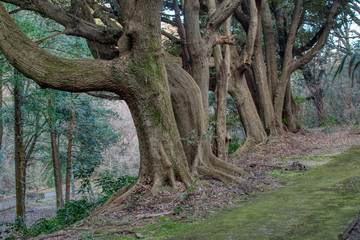 A tangle of tree trunks