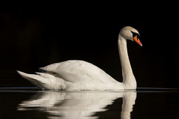 Mute swan (Cygnus olor) eurasian species of red billed swan in waterfowl family Anatidae, Anseriformes, documentary photo of mute swan in natural habitat at Drava river shore