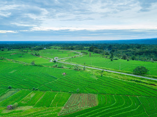 Fototapeta na wymiar indonesia aerial view of rice fields in indonesia