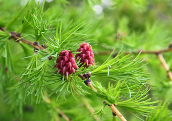 Pink flowers-larch cones close-up on tree branches