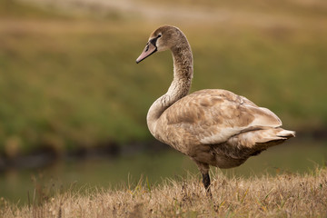 Mute swan (Cygnus olor) eurasian species of red billed swan in waterfowl family Anatidae, Anseriformes, documentary photo of mute swan in natural habitat at Drava river shore