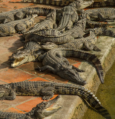 Vietnam. Crocodile farm
