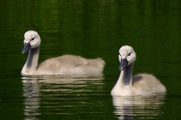 Mute swan juvenile chicks (Cygnus olor) eurasian species of red billed swan in waterfowl family Anatidae, Anseriformes, documentary photo of mute swan in natural habitat at Drava river shore