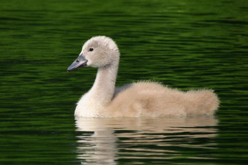 Mute swan juvenile chicks (Cygnus olor) eurasian species of red billed swan in waterfowl family Anatidae, Anseriformes, documentary photo of mute swan in natural habitat at Drava river shore