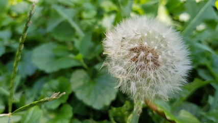 Dandelion on green background of grass. Dandelion white seeds closeup on blurry green grass background. Fluffy dandelion blowball flower closeup. Taraxacum plant blossom. Beautiful summer day.