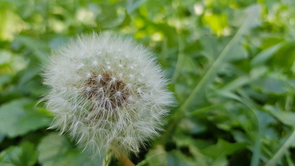 Dandelion on background of green grass. Dandelion white seeds closeup on fresh green grass background. Fluffy blowball closeup with green blurry backdrop.  Fragility of nature. Herbal textures. 