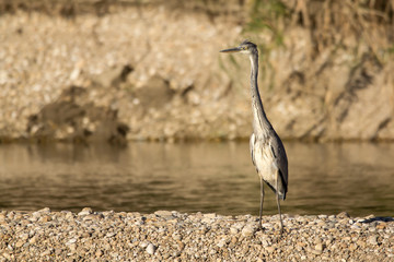 Grey heron (Ardea cinerea) a long-legged predatory wading bird of the heron family, Ardeidae, native in Europe and Asia, common waterbird