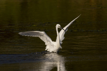 Little egret (Egretta garzetta), small white heron in the family Ardeidae, white egret with a black beak, long black legs and yellow feet, aquatic bird in natural habitat