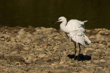 Little egret (Egretta garzetta), small white heron in the family Ardeidae, white egret with a black beak, long black legs and yellow feet, aquatic bird in natural habitat