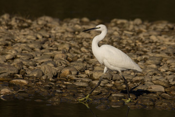 Little egret (Egretta garzetta), small white heron in the family Ardeidae, white egret with a black beak, long black legs and yellow feet, aquatic bird in natural habitat