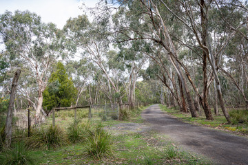 Fototapeta premium road in the forest
