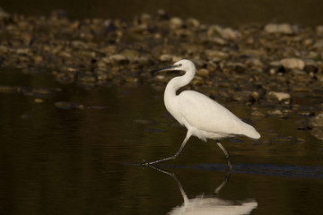 Little egret (Egretta garzetta), small white heron in the family Ardeidae, white egret with a black beak, long black legs and yellow feet, aquatic bird in natural habitat