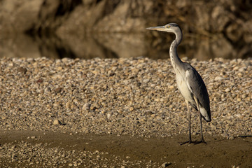 Grey heron (Ardea cinerea) a long-legged predatory wading bird of the heron family, Ardeidae, native in Europe and Asia, common waterbird