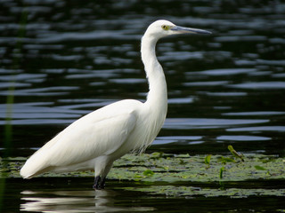 Little egret (Egretta garzetta), small white heron in the family Ardeidae, white egret with a black beak, long black legs and yellow feet, aquatic bird in natural habitat
