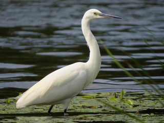 Little egret (Egretta garzetta), small white heron in the family Ardeidae, white egret with a black beak, long black legs and yellow feet, aquatic bird in natural habitat