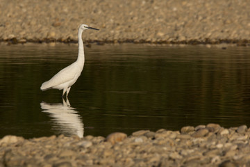 Little egret (Egretta garzetta), small white heron in the family Ardeidae, white egret with a black beak, long black legs and yellow feet, aquatic bird in natural habitat