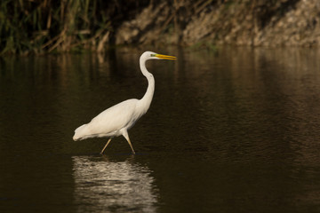 Great egret (Ardea alba) or common egret, large white heron, documentary photo of large waterbird with white plumage, yellow beak and black legs in natural habitat