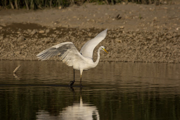 Great egret (Ardea alba) or common egret, large white heron, documentary photo of large waterbird with white plumage, yellow beak and black legs in natural habitat