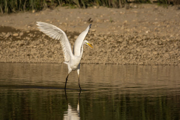 Great egret (Ardea alba) or common egret, large white heron, documentary photo of large waterbird with white plumage, yellow beak and black legs in natural habitat