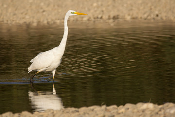 Great egret (Ardea alba) or common egret, large white heron, documentary photo of large waterbird with white plumage, yellow beak and black legs in natural habitat