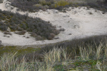 Dünenlandschaft an der Küste