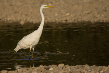 Fototapeta premium Great egret (Ardea alba) or common egret, large white heron, documentary photo of large waterbird with white plumage, yellow beak and black legs in natural habitat