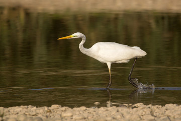 Great egret (Ardea alba) or common egret, large white heron, documentary photo of large waterbird with white plumage, yellow beak and black legs in natural habitat