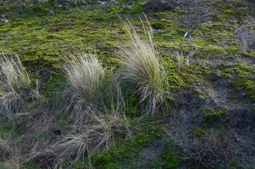 Dünengras und Moos