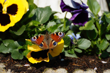 peacock butterfly