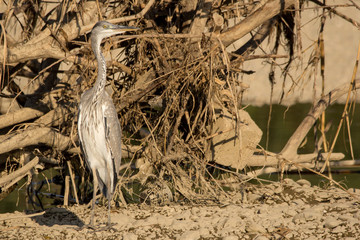 Grey heron (Ardea cinerea) a long-legged predatory wading bird of the heron family, Ardeidae,...