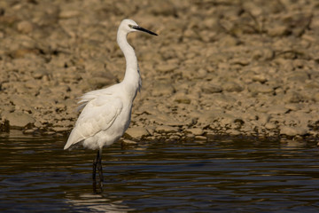 Little egret (Egretta garzetta), small white heron in the family Ardeidae, white egret with a black beak, long black legs and yellow feet, aquatic bird in natural habitat