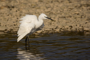 Little egret (Egretta garzetta), small white heron in the family Ardeidae, white egret with a black beak, long black legs and yellow feet, aquatic bird in natural habitat