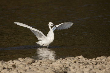 Obraz premium Little egret (Egretta garzetta), small white heron in the family Ardeidae, white egret with a black beak, long black legs and yellow feet, aquatic bird in natural habitat