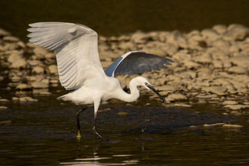 Little egret (Egretta garzetta), small white heron in the family Ardeidae, white egret with a black beak, long black legs and yellow feet, aquatic bird in natural habitat