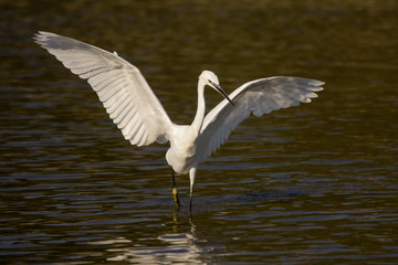 Little egret (Egretta garzetta), small white heron in the family Ardeidae, white egret with a black beak, long black legs and yellow feet, aquatic bird in natural habitat