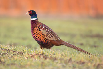 Common pheasant (Phasianus colchius) Ring-necked pheasant in natural habitat, warm background, grassland