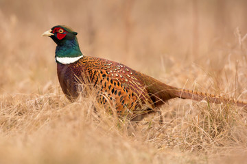 Common pheasant (Phasianus colchius) Ring-necked pheasant in natural habitat, warm background, grassland