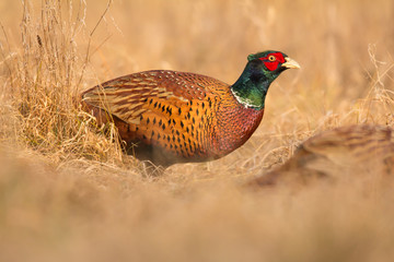 Common pheasant (Phasianus colchius) Ring-necked pheasant in natural habitat, warm background, grassland