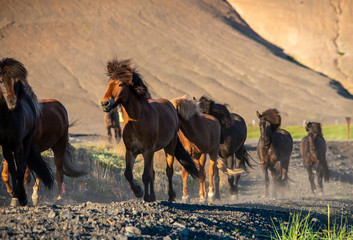 A herd of Icelandic horses in a pasture in Iceland