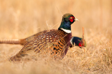 Common pheasant (Phasianus colchius) Ring-necked pheasant in natural habitat, warm background, grassland