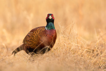 Common pheasant (Phasianus colchius) Ring-necked pheasant in natural habitat, warm background,...
