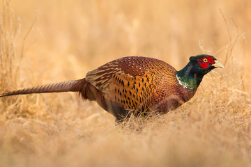 Common pheasant (Phasianus colchius) Ring-necked pheasant in natural habitat, warm background, grassland