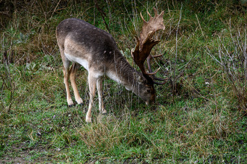 Dammhirsch frisst Gras