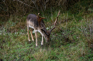 Dammhirsch frisst Gras