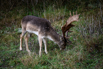 Dammhirsch frisst Gras