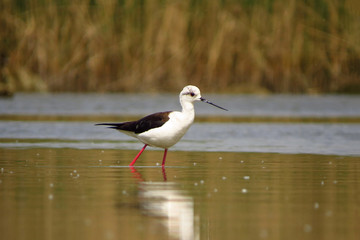 Black-winged stilt (Himantopus himantopus) very long legged wader in the avocet and stilt family (Recurvirostridae), documentary photo of black winged stilt 