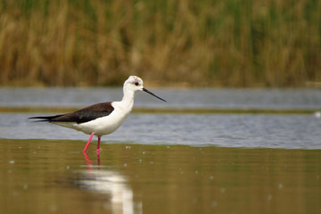 Black-winged stilt (Himantopus himantopus) very long legged wader in the avocet and stilt family (Recurvirostridae), documentary photo of black winged stilt 