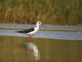 Black-winged stilt (Himantopus himantopus) very long legged wader in the avocet and stilt family (Recurvirostridae), documentary photo of black winged stilt 